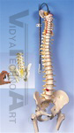 Deluxe Flexible Spine Model with brain stem, opened sacrum and femur heads